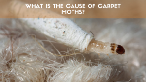 carpet moths